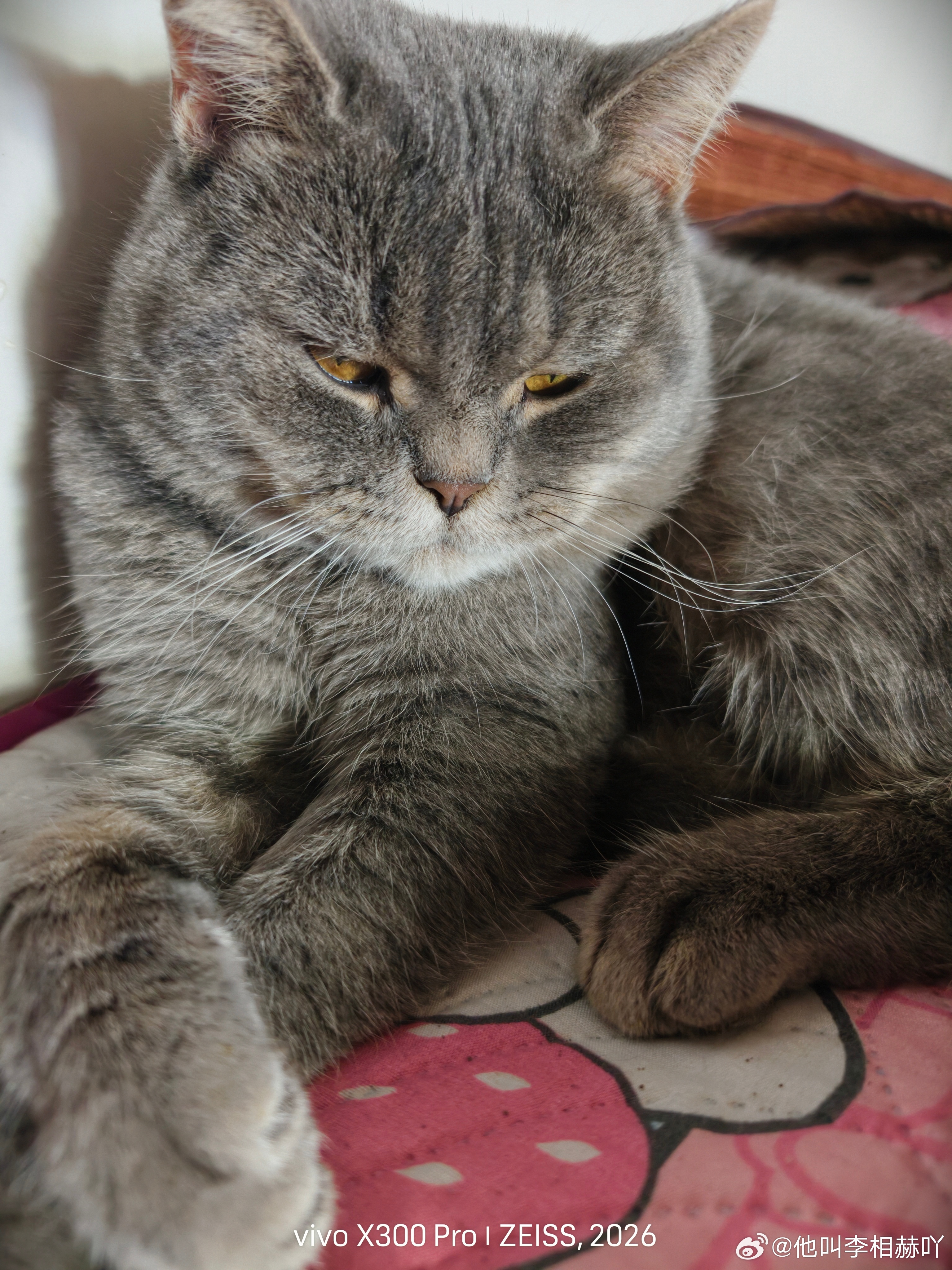 想猫猫了！ ​​​