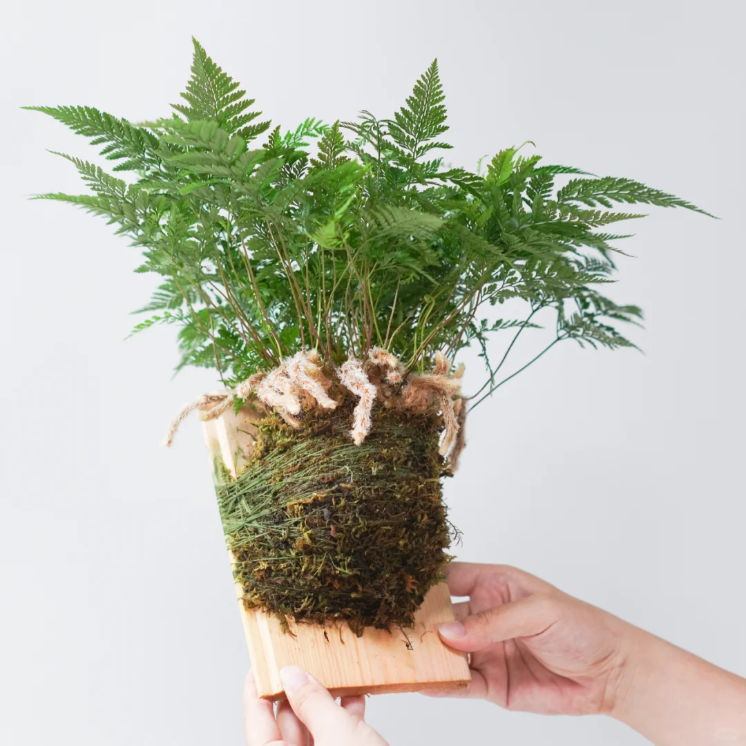🌿狼尾蕨，超有个性的绿植小宝藏。