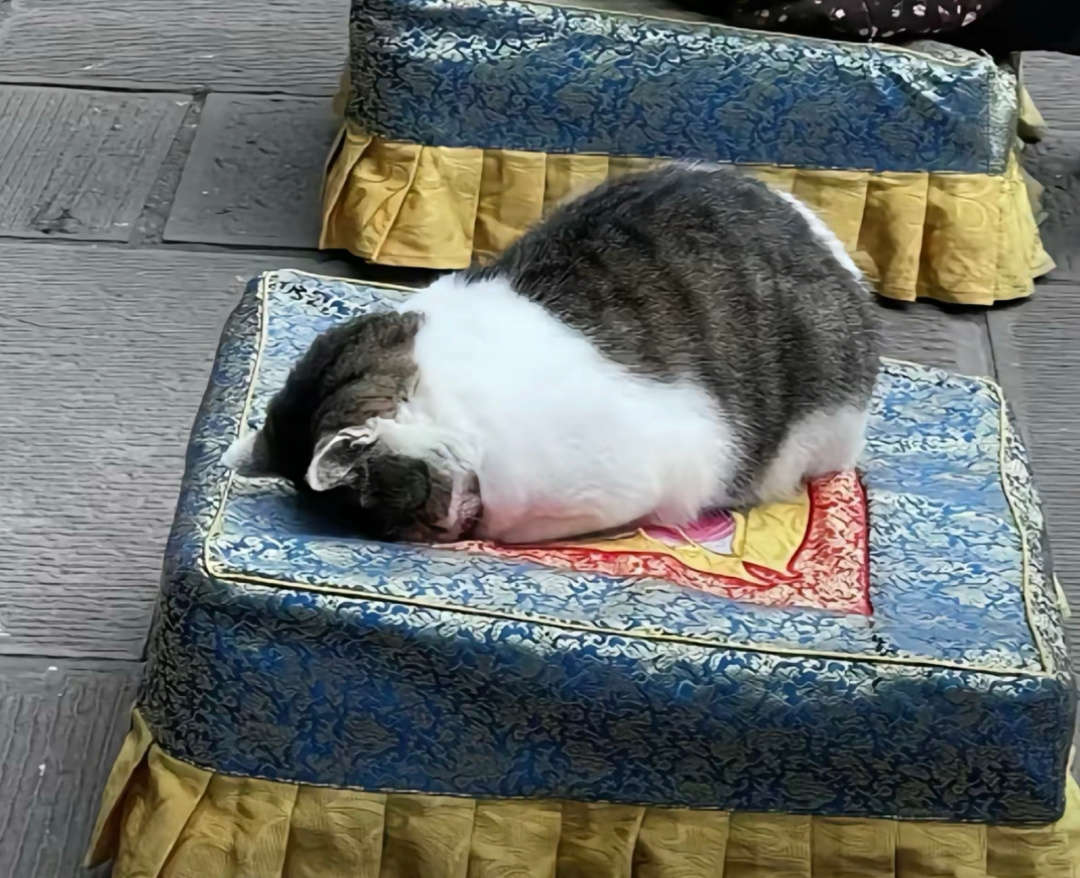 🐱：罐罐来，罐罐从四面八方来 ​​​
