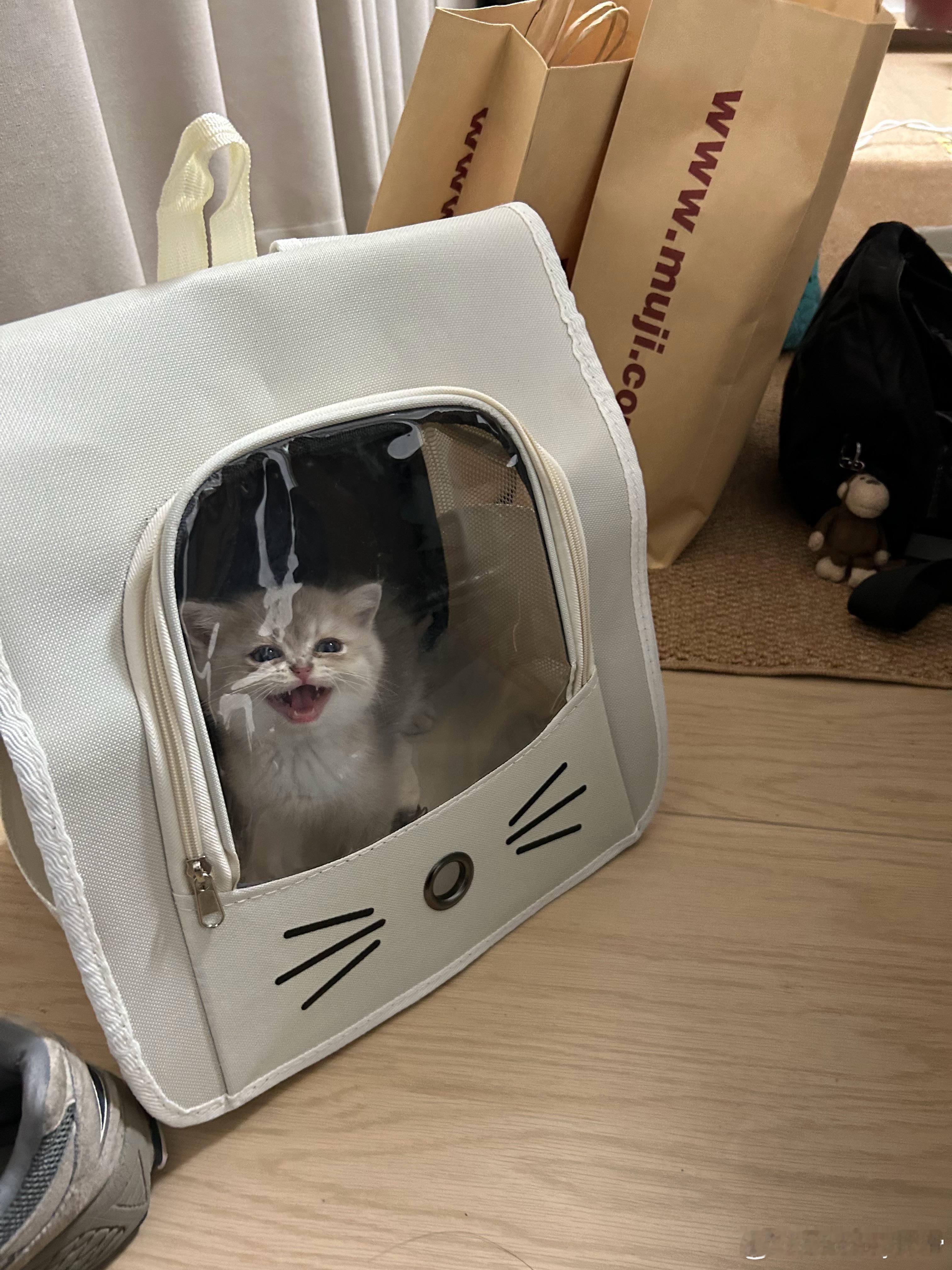 接小猫回家了！我的虾球 ​​​