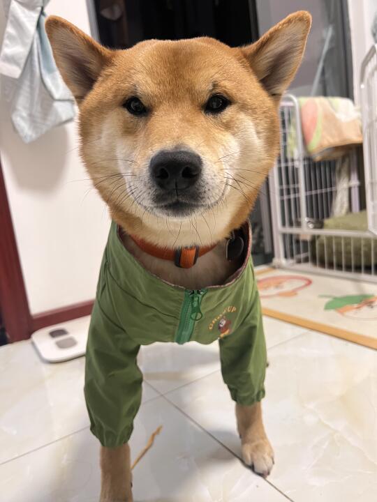 人，看狗的新衣服帅不帅