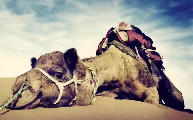 1959年，一新疆少年在沙漠中看到一只濒死的骆驼，他把自己的水给骆驼喝了，让父亲