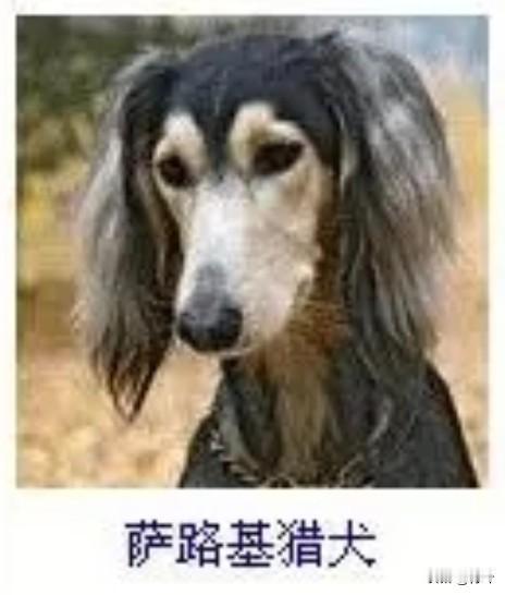 菩萨蛮34·萨路基猎犬
       苍毛曳作秋江练，长身似逐云边雁。目迥湛寒星