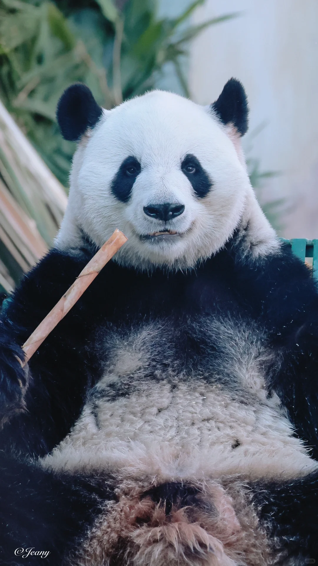 帅气的萌兰🐼每天都看不够😍