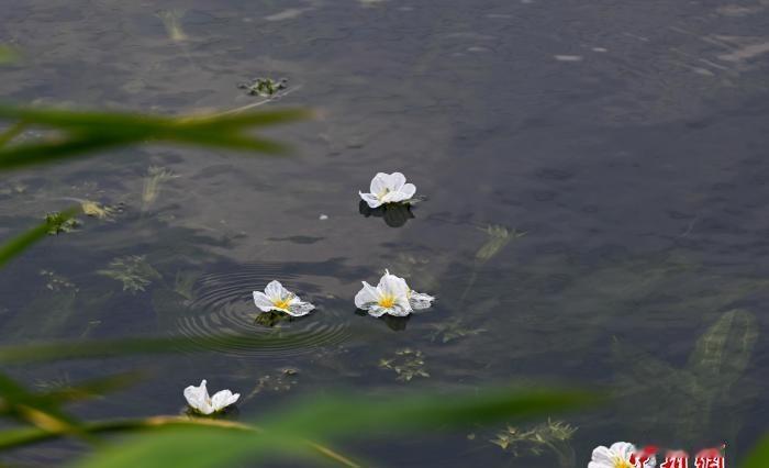 【以花鉴水 以清提质：海菜花再度绽放滇池】
春风拂水，昆明滇池草海东风坝水面泛起