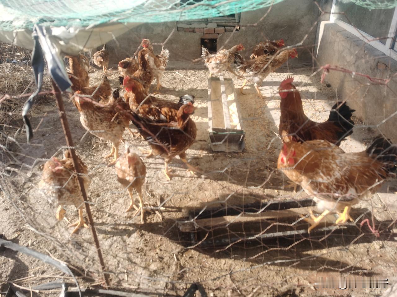 冬日生活打卡季冬天来了。这些餐桌上的美食也快上桌了[呲牙]