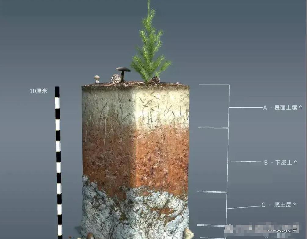 尸体埋在土里20厘米深能完全隔绝尸臭吗？
 
很多人在看影视剧或者真实案件的时候