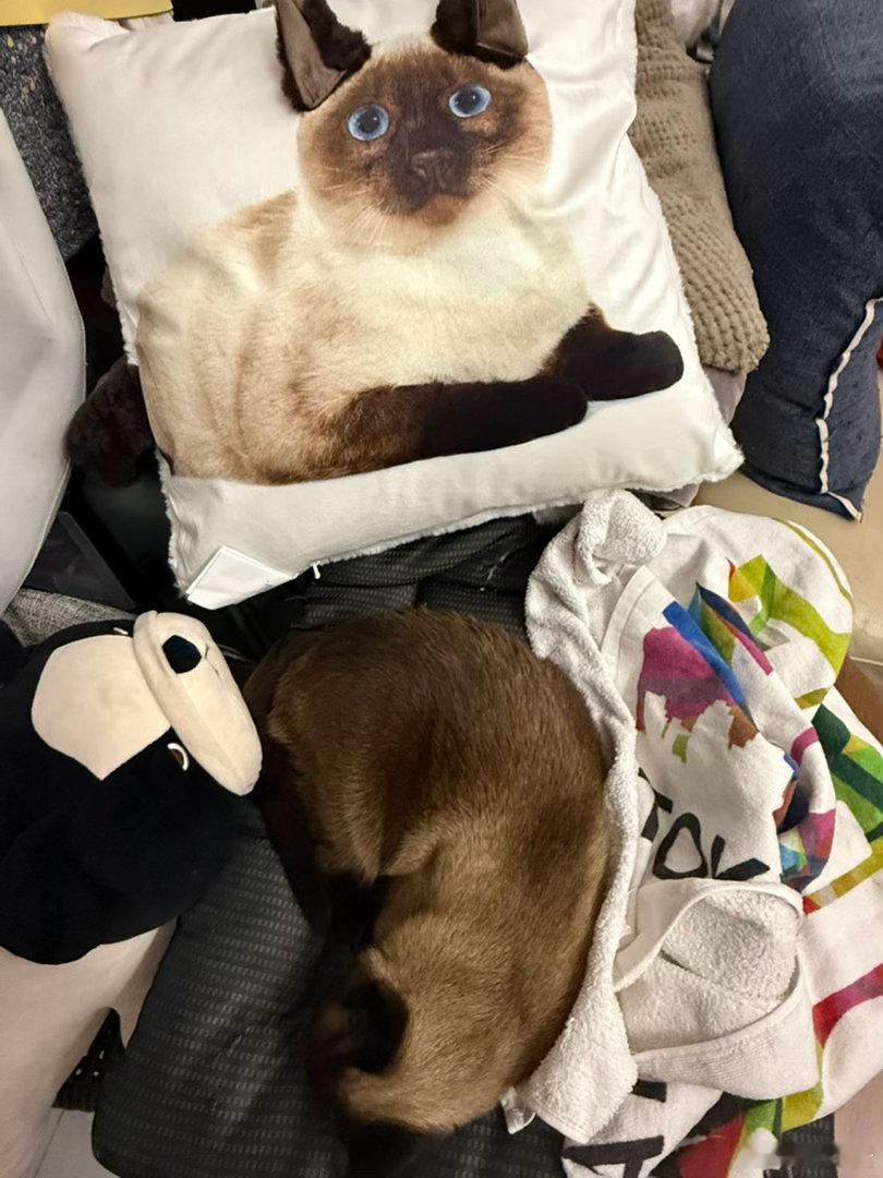 🐱🐱 