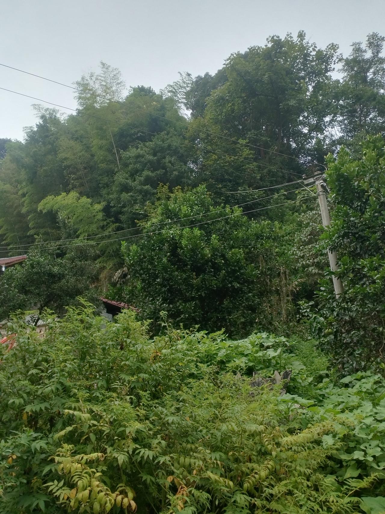 恳请永顺县石堤供电所前往润雅乡麻阳村石桥组开展线路砍青巡线作业
 
尊敬的石堤供
