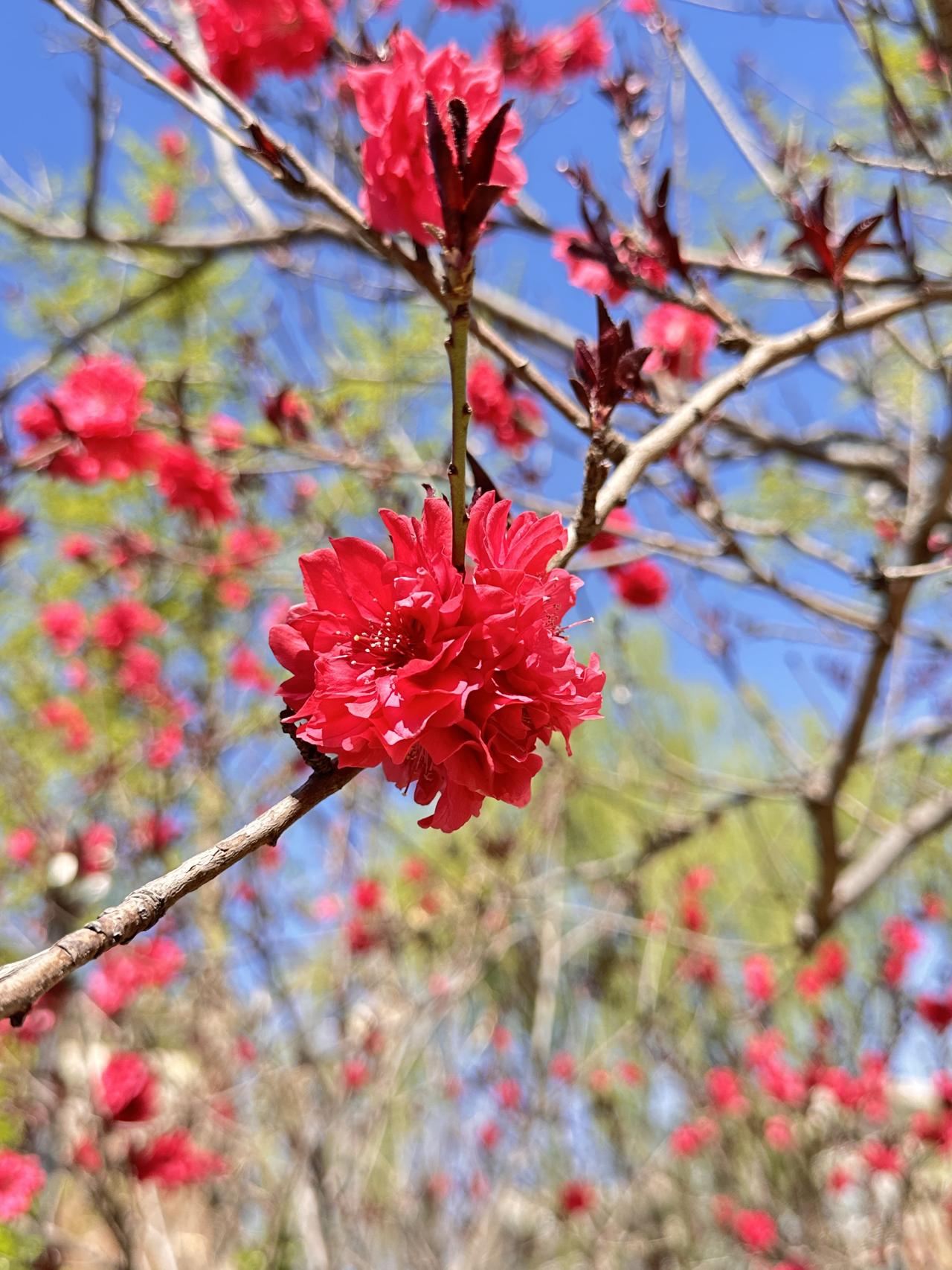 春枝上的火

——记这树艳桃

天空铺开一大片蓝
算是春天最敞亮的纸
枝桠还没来