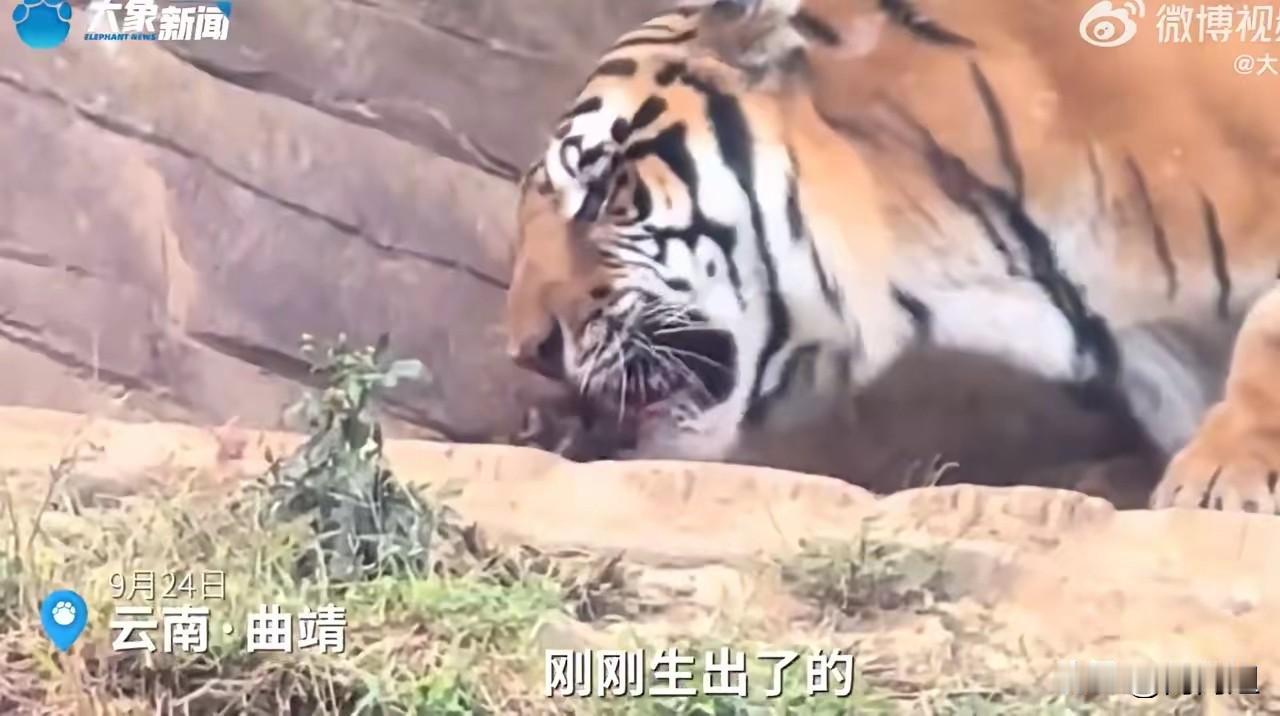 动物本能！
云南曲靖，女子去动物园看老虎，意外看到了老虎产子，可让她没想到的是，