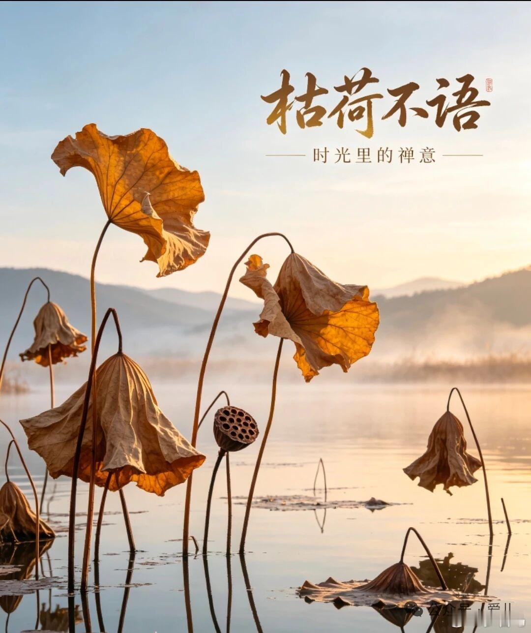 荷枯禅意：看透无常，接纳盛衰；繁华落尽，见本真风骨；枯而不死，循环生生；清静寂廖