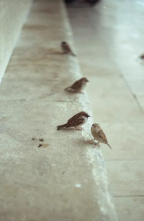 人生四然：来是偶然，去是必然，尽其当然，顺其自然。——莫言
