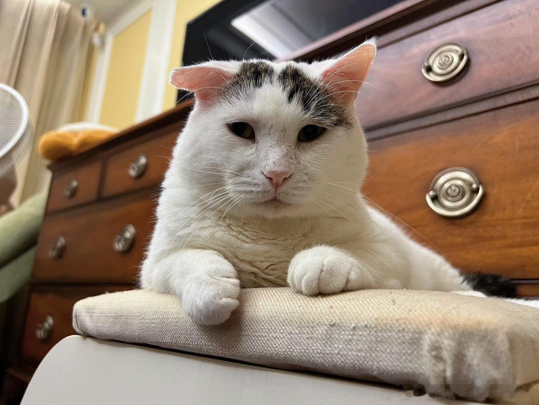 猪崽生气咯，脸都气大了，想吃冻干又不想让我摸，不想付出代价就别吃了你！ 