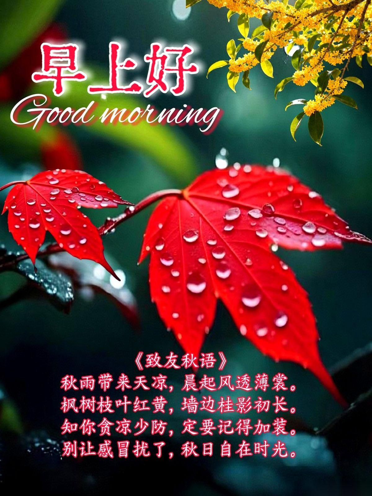 早上拉开窗帘，好家伙，那股凉气直接钻进我睡衣里。
一夜入秋，真不是开玩笑的。
每