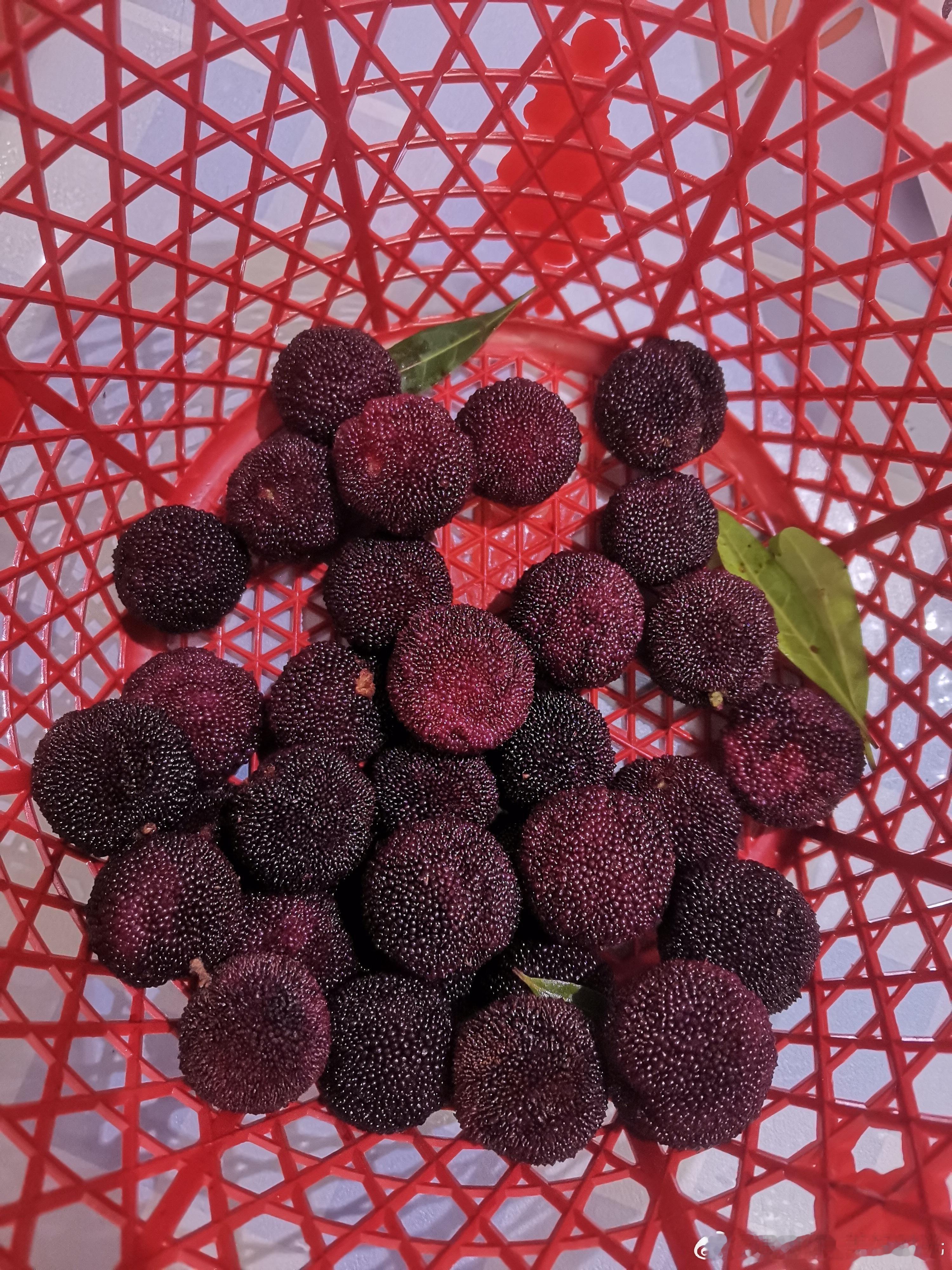 昨天朋友送的一筐杨梅，快吃完了，味道真的不错。 
