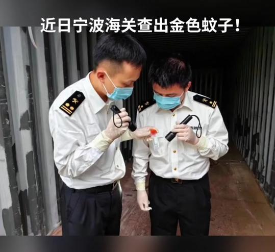 又是美国人！宁波海关截获一批蚊子，里面含有大量瘟疫。

 得从那些空集装箱说起。