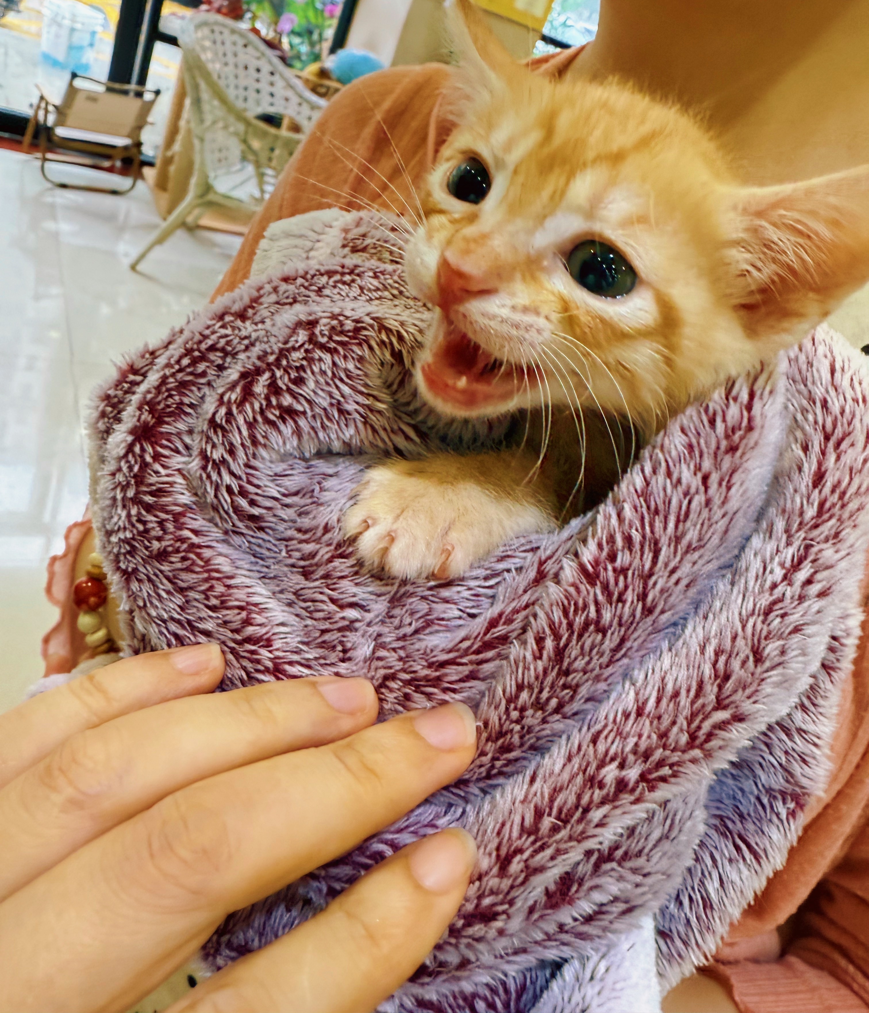 甜甜圈有家了！恭喜恭喜! 🎉🎉猫深圳领养 深圳