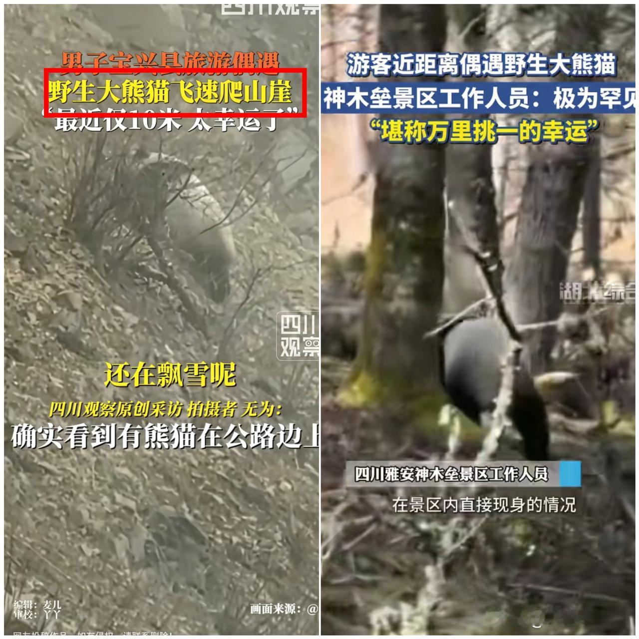 太幸运了！

四川雅安自驾偶遇“雪地白球”，凑近一看直接狂喜，居然是野生大熊猫！