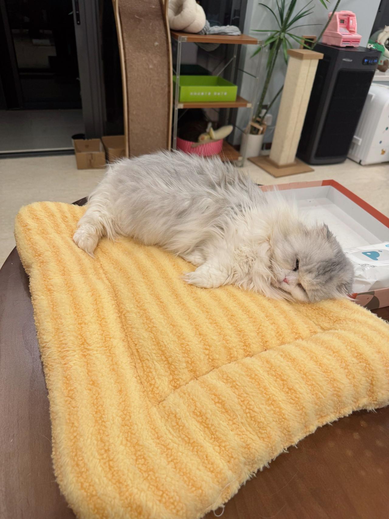 这么大个垫子小毛只喜欢睡边边 猫咪那么可爱你喜欢吗?
