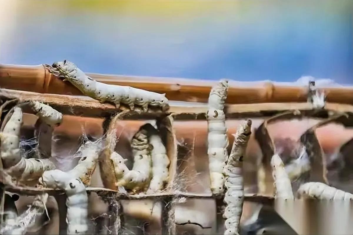 你敢信？十把交椅只剩三把！

昨晚“锤子”刘某松被带走，大院灯全灭。

别急着唏