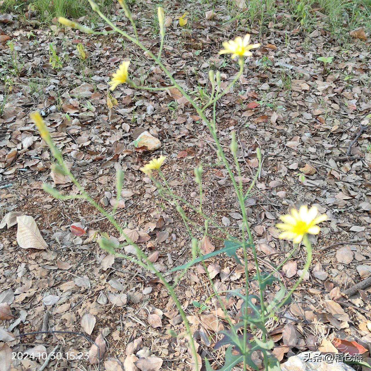 努力了，什么恶劣的环境都能芬芳。

石头缝中又如何？雨打风吹又怎样？

纵然是路