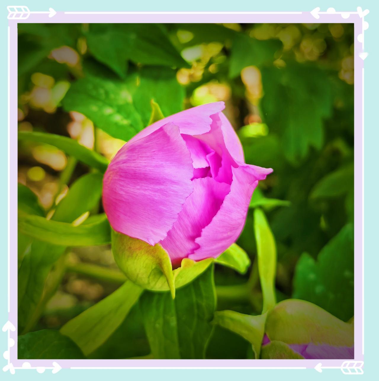 分享北京风景北京的牡丹花