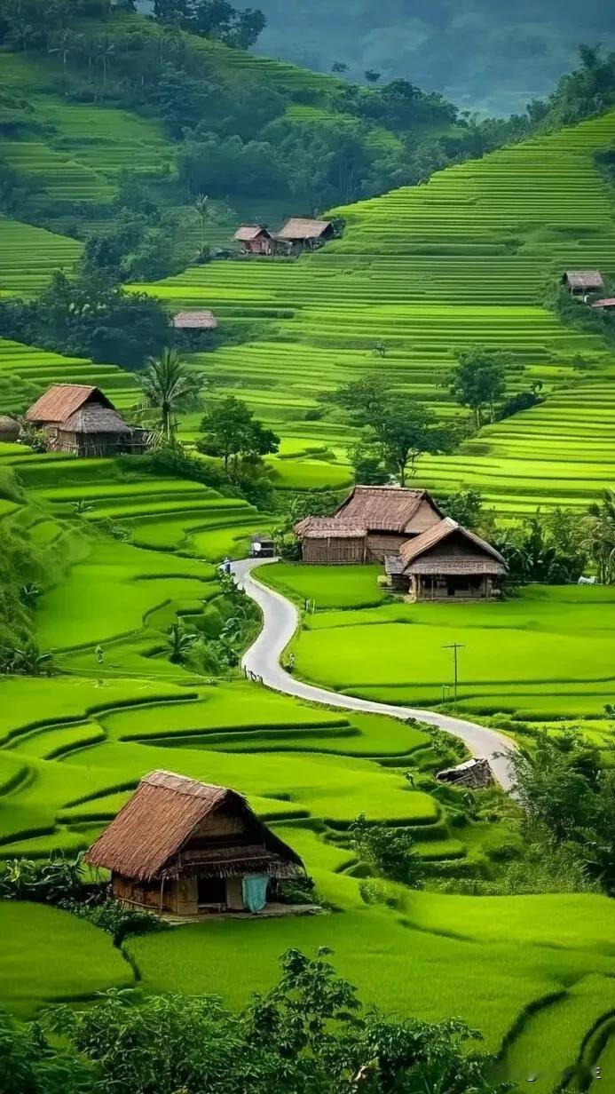 翠绿的稻田，静谧的村庄。#麦田美景分享# #稻田美景分享# #最美芭蕉山梯田# 