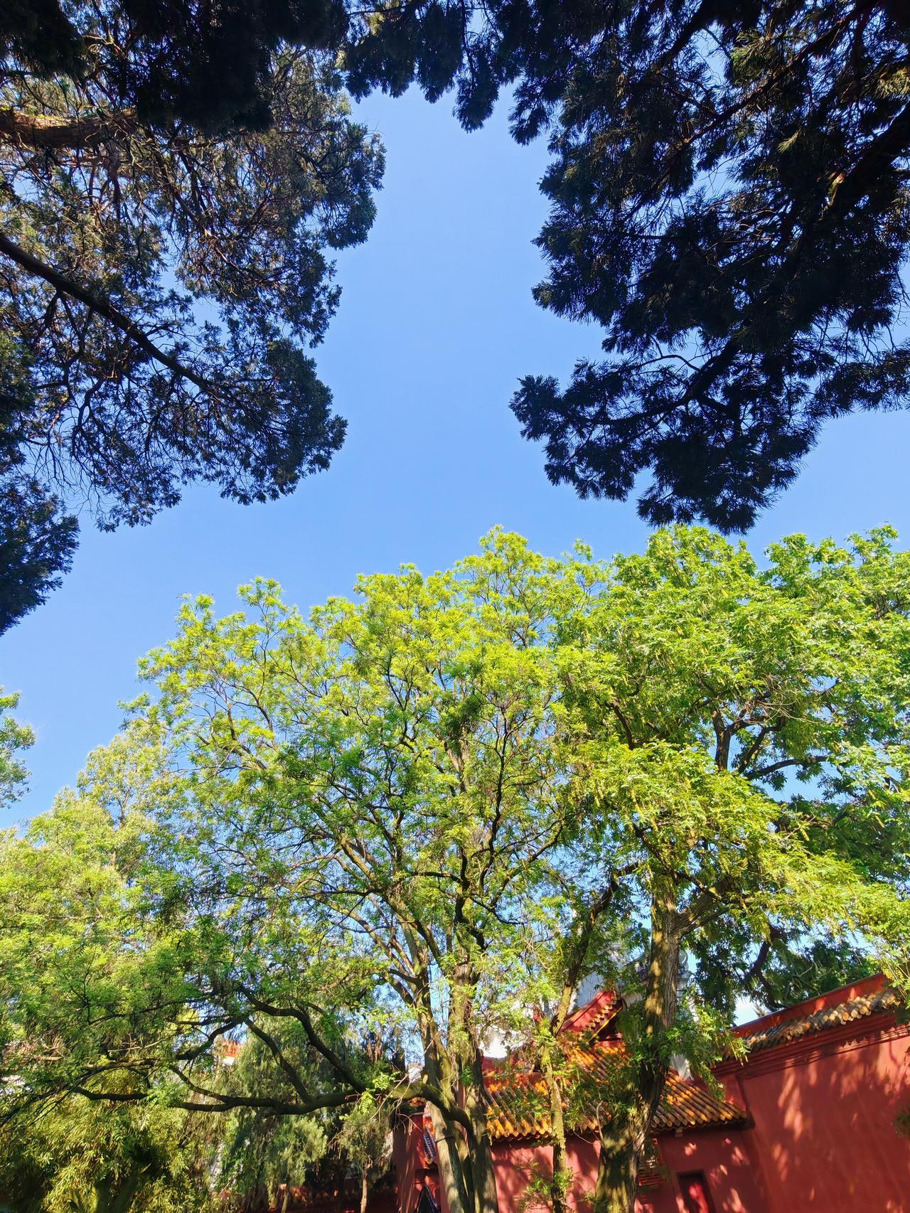 一夏又一夏
翠绿显生机
​放松融其中
​气象自然来