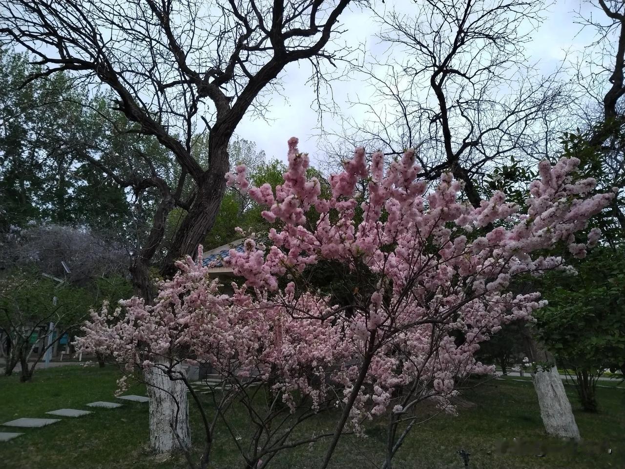 老妈又给她的亲哥—我大舅打电话唠嗑了。

年逾八十高龄的老姊妹俩，电话两头，不约