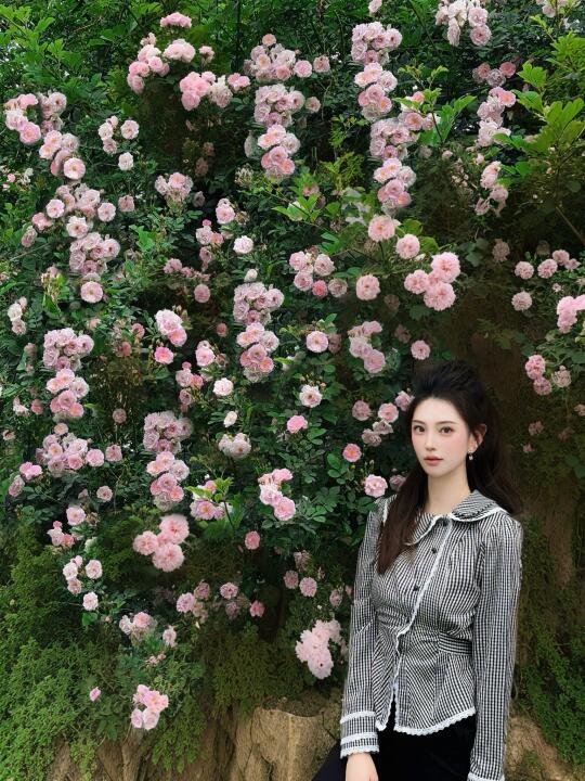 昆明蔷薇花开｜谁能拒绝和路边的花墙拍照📷