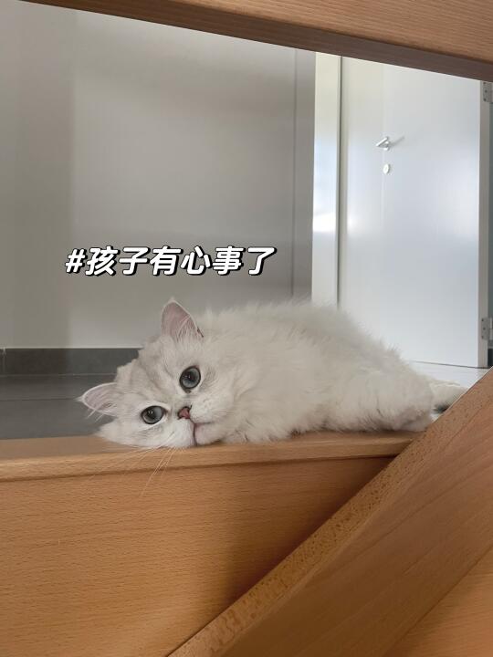 糯糯最近有心事了🤔