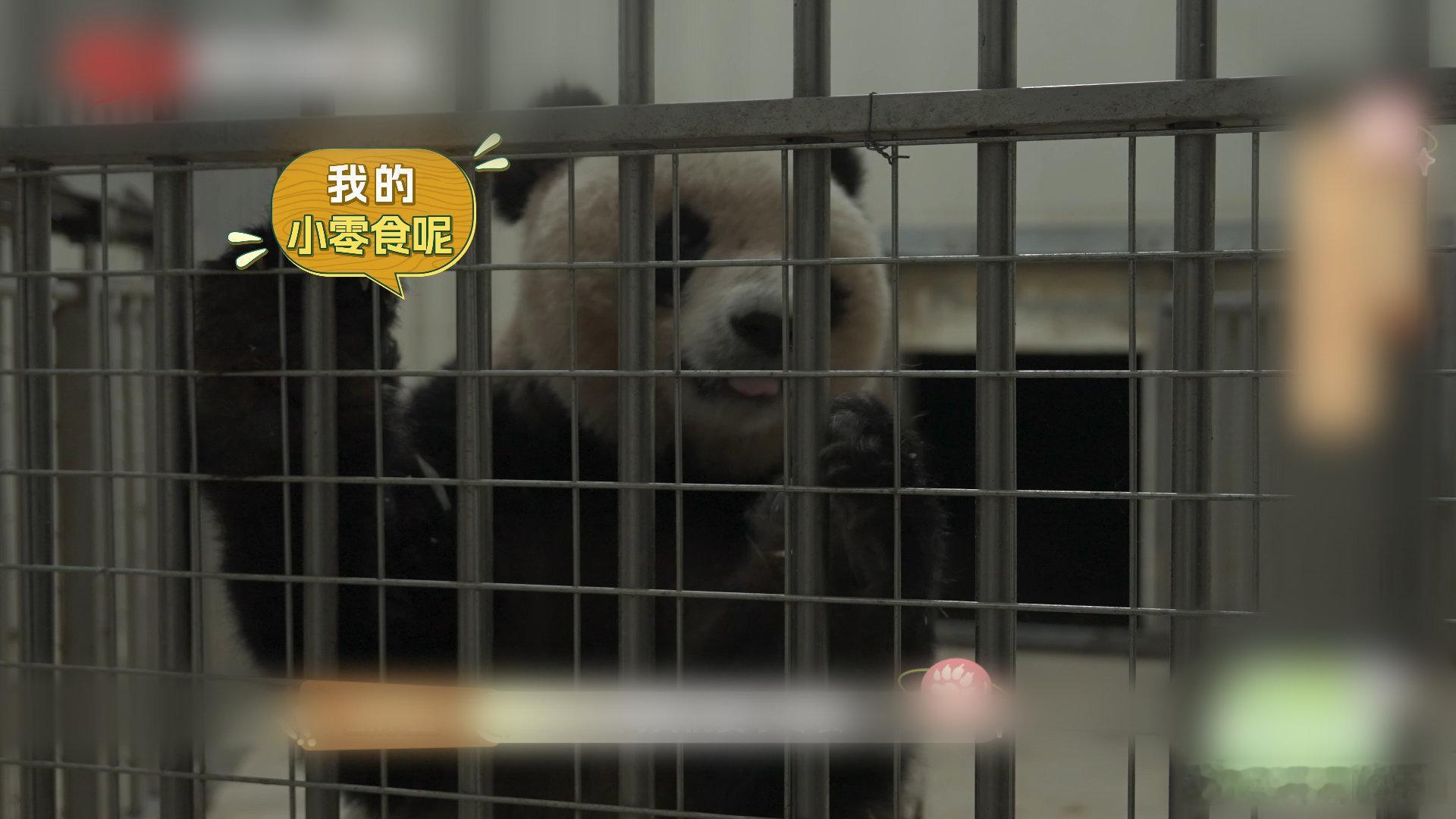 去成都体验老年熊猫的慢生活 什么？野生大熊猫居然也有宿舍吗？你是不是跟我一样好奇