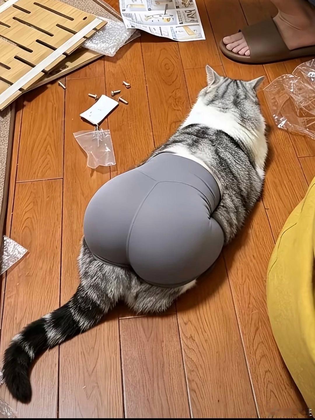 给猫咪换上了瑜伽裤，感觉不一样 