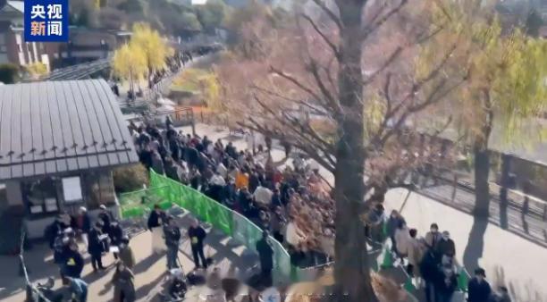 日本民众不舍大熊猫掩面哭泣 日本熊猫即将清零民众排队告别

当天还没亮透，东京上