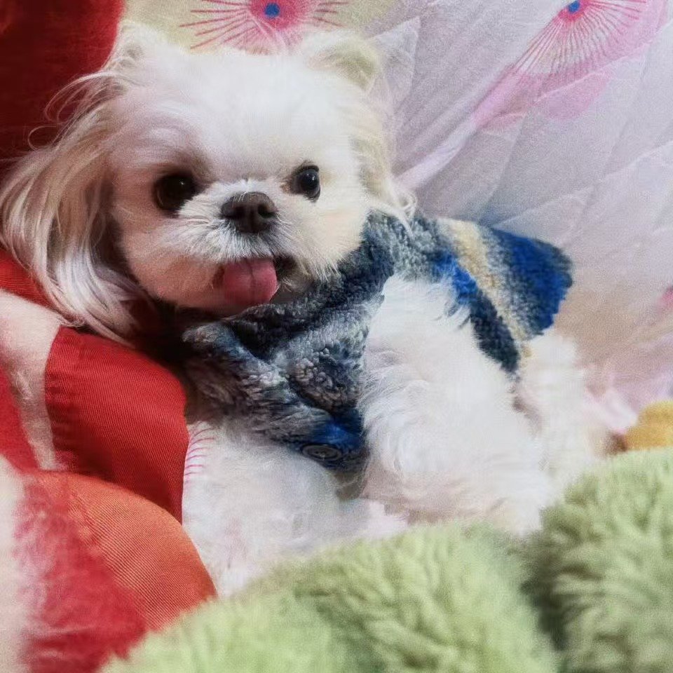 白鹿祝黏黏节日快乐 白鹿祝福黏黏节日快乐 黏黏宝宝 