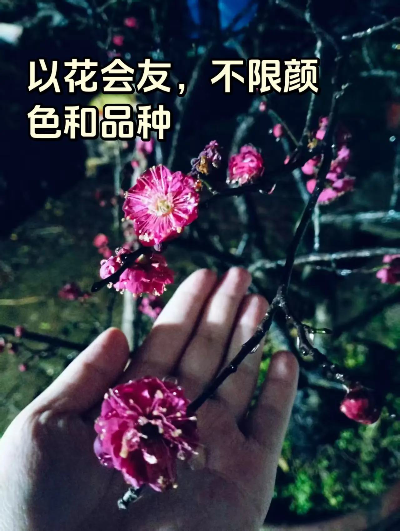 在匆匆的时光里，做一个看花的人，不急不缓，只闻花香不谈悲喜，日子便会持久弥香!