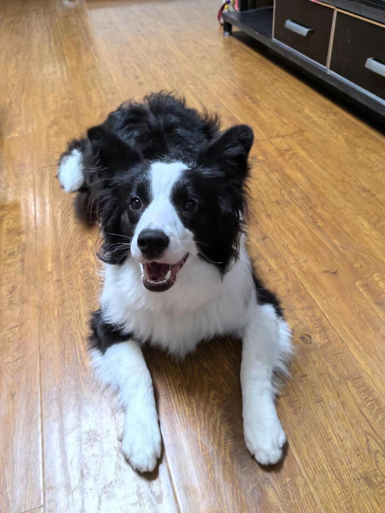 刚洗完澡，今天没有用护发素，这毛真是不好看啊，太卷了。