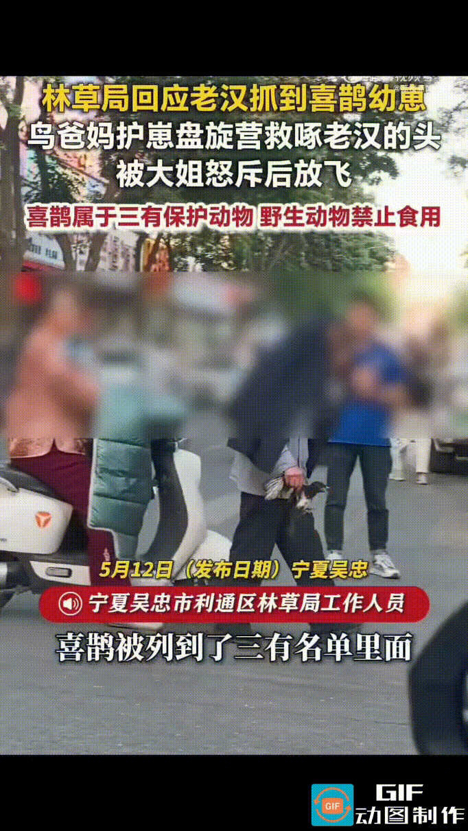 宁夏吴忠，一老头手里抓着一只喜鹊幼崽，衣服蒙在头上，大摇大摆地走在街上。
在他上