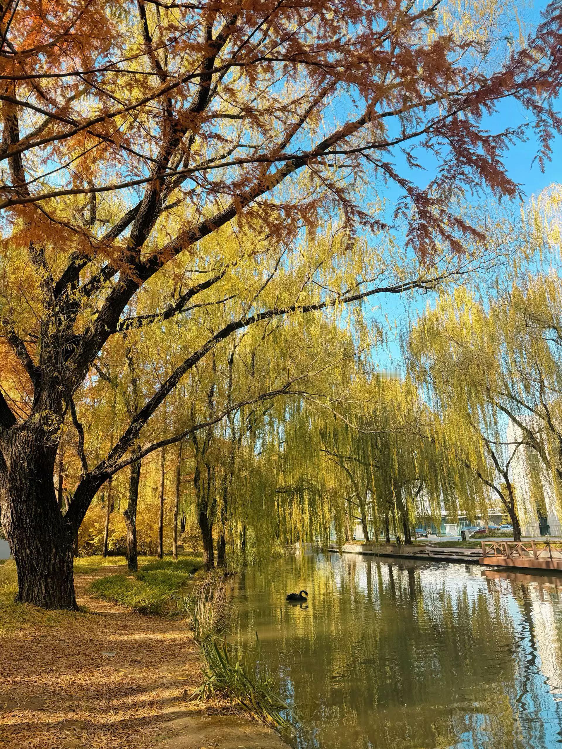 早安，北京的秋，抓紧欣赏，要没了😊 