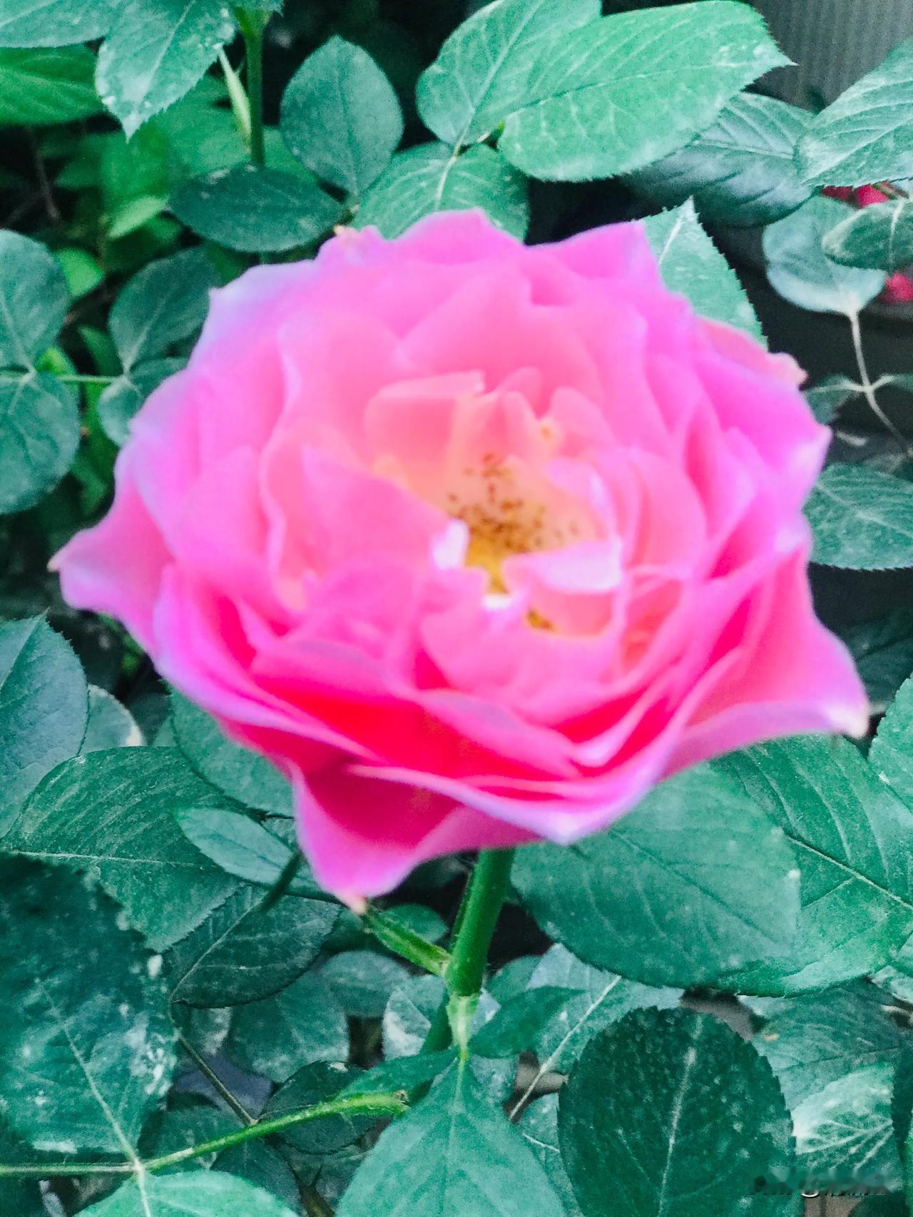 春日生活打卡季