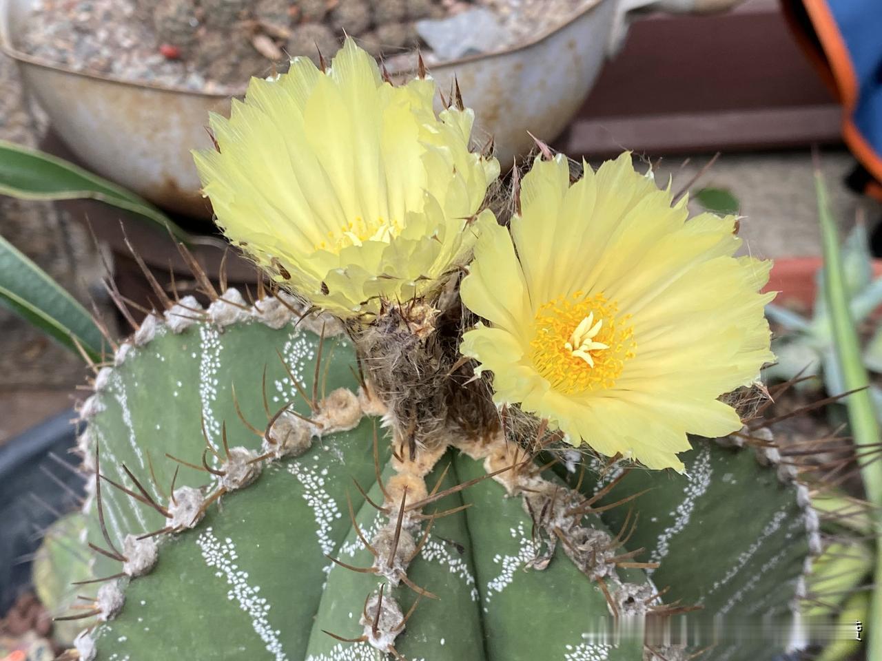 图1是般若仙人球开花，它前几天刚开了2朵花，应该是一起长的花苞，因为下雨才推迟了