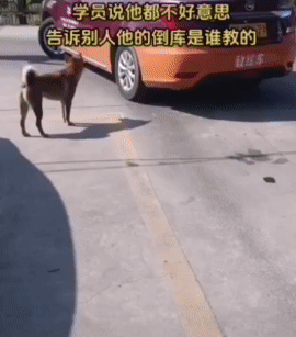 能不能压个线，我想看看黄教练什么反应[看]
#练车搞笑瞬间# #考驾照有多难？#