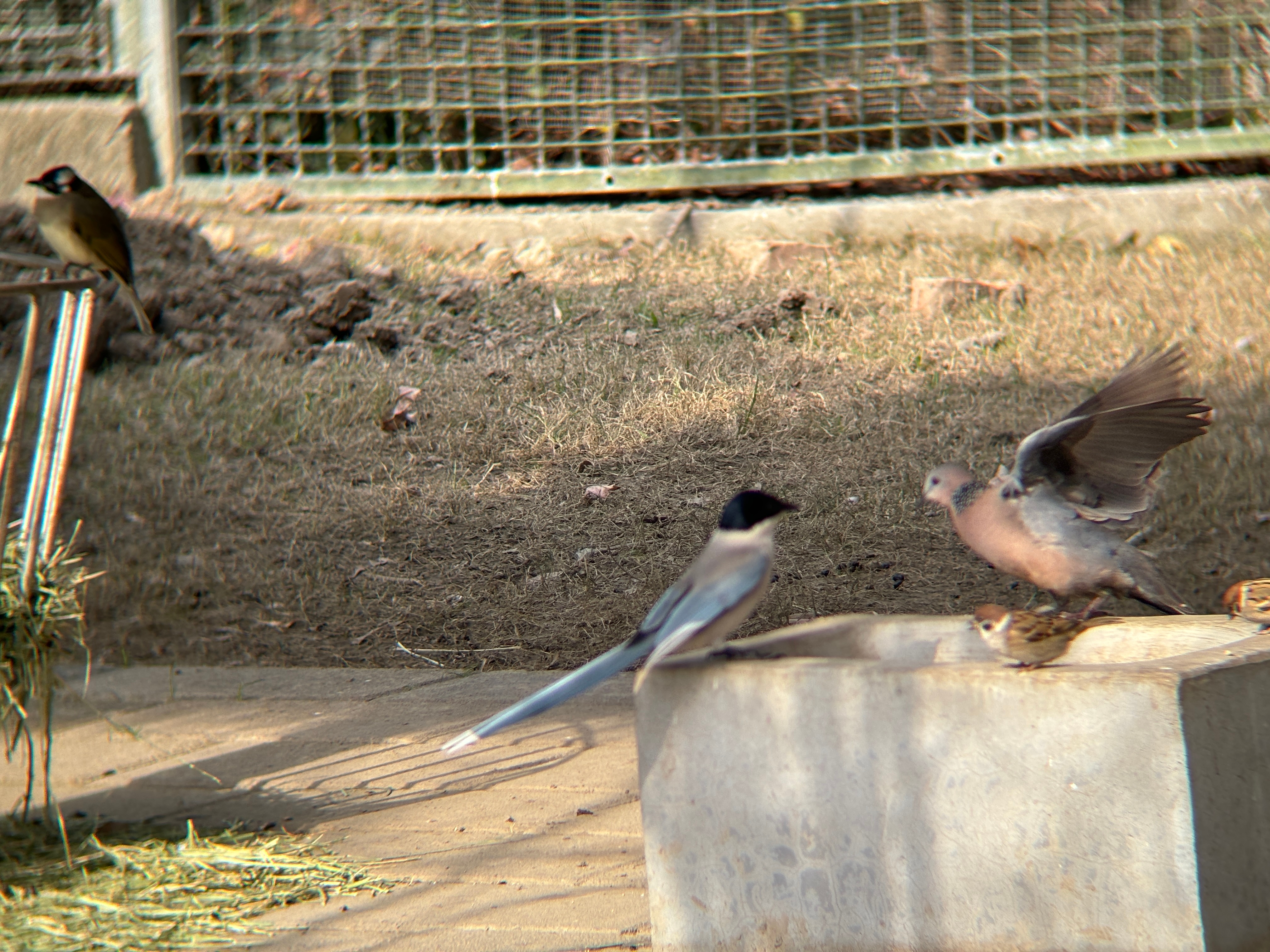 动物园蹭饭“四大金刚”！小鸟只是想填饱肚子有什么错说到蹭饭夜师傅当然逃不掉[do