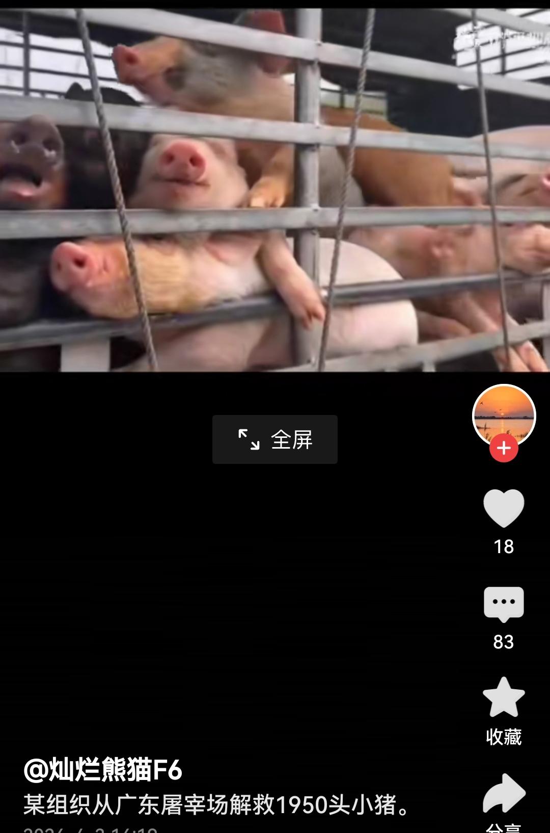 女子联合朋友解救1950头小乳猪为这份善意点赞！用爱心为上千只小生命撑起保护伞，