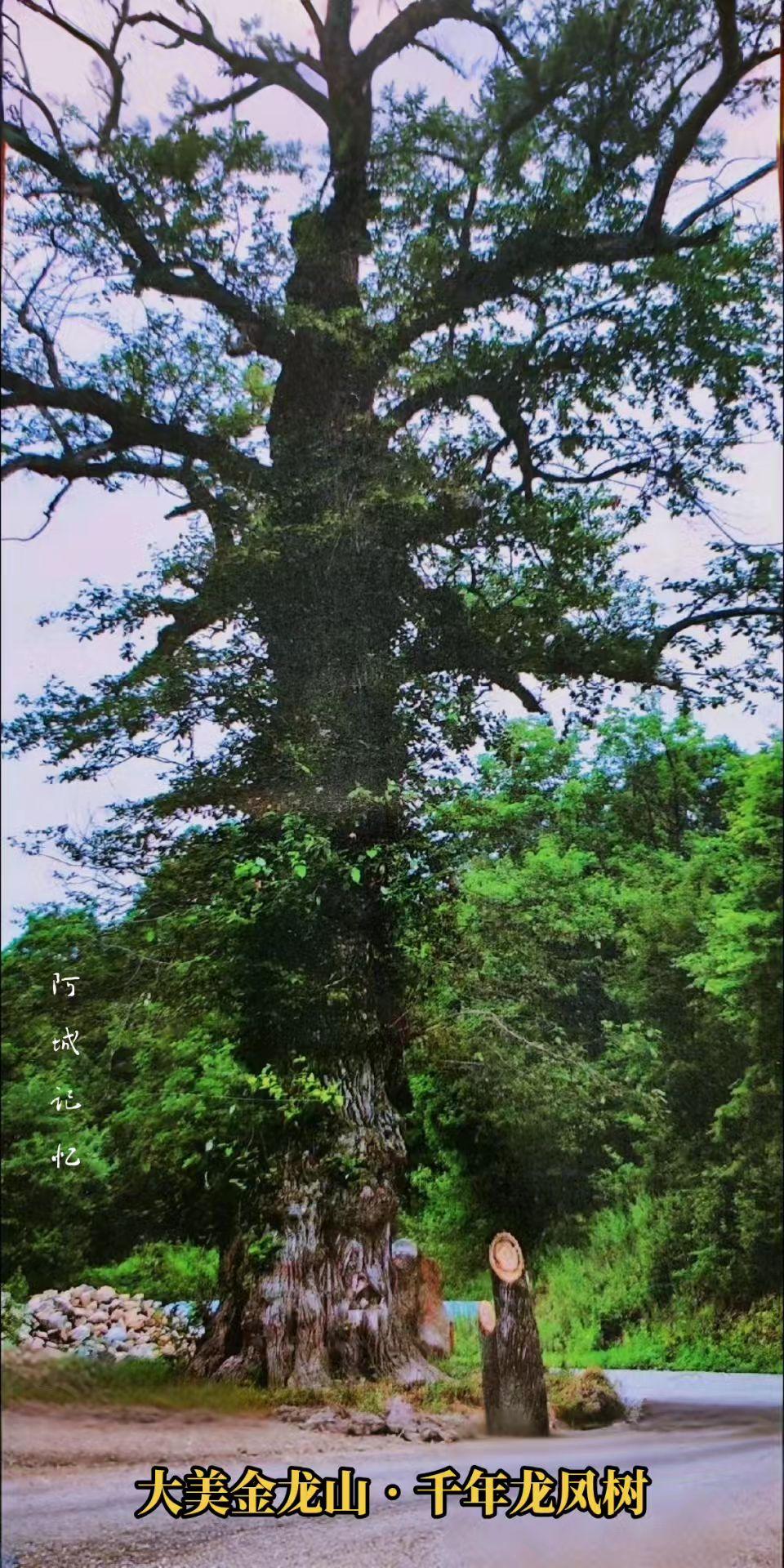 大美金龙山•千年龙凤树