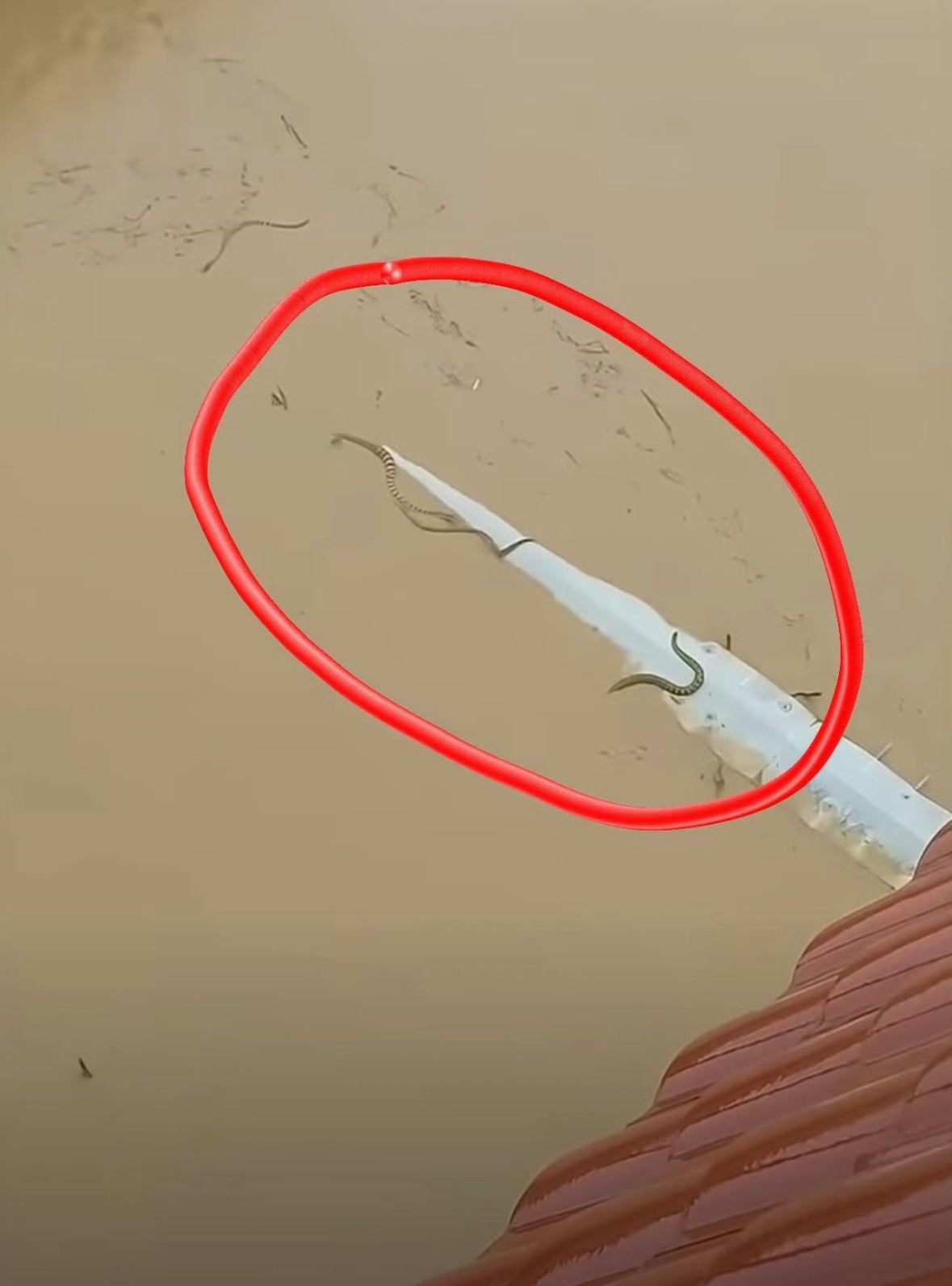 帮广西网友顶一顶，听说还有银环蛇眼镜蛇，大家一定要注意安全…广西洪灾被毒蛇咬了怎