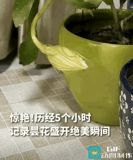 江苏一女子结束了一天的忙碌，正准备关灯睡觉，突然发现阳台的昙花有动静，她走近一瞧