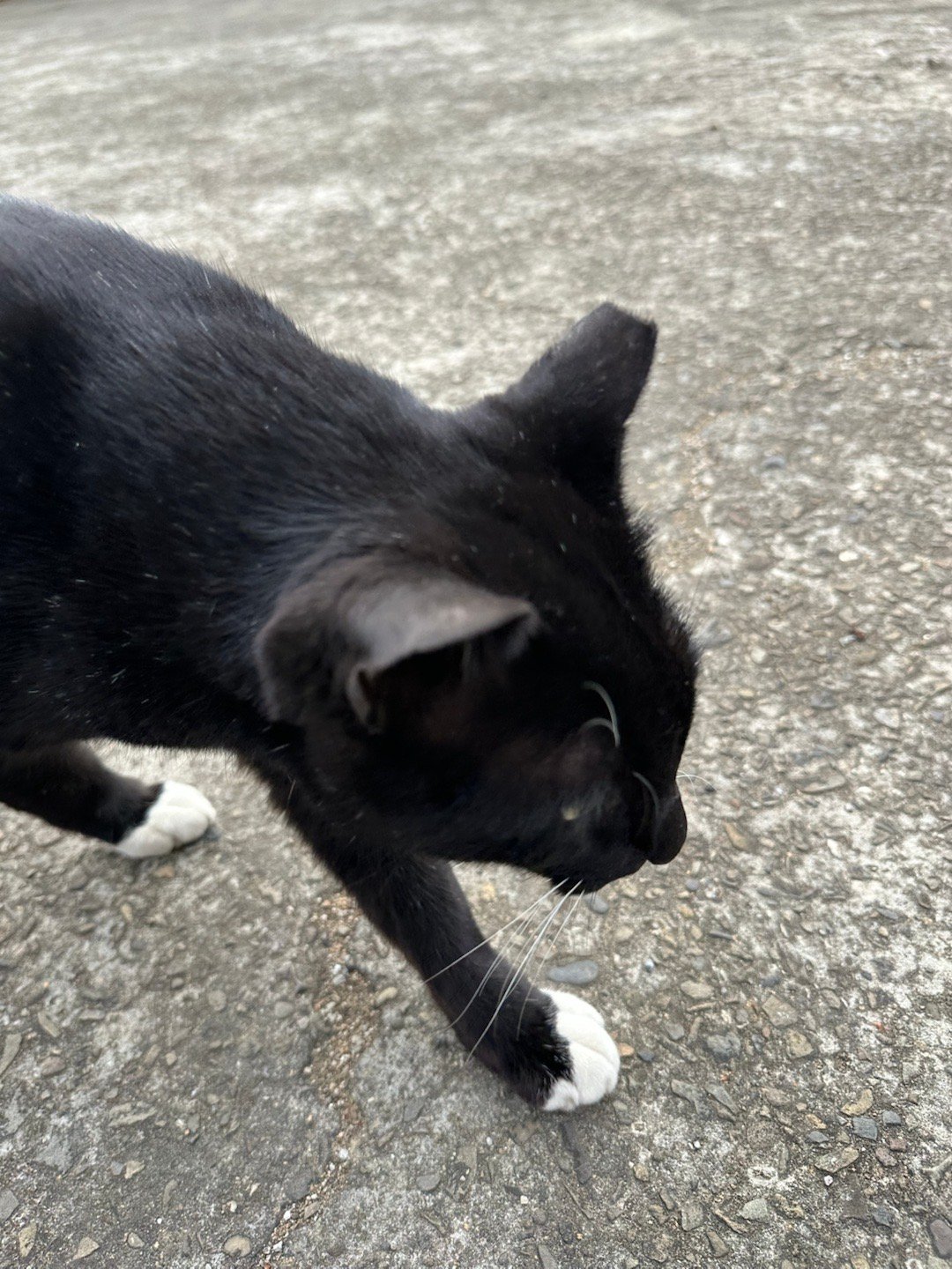 每日萌宠打卡萌宠晒晒我家猫咪，在暖暖的冬阳下，舒服