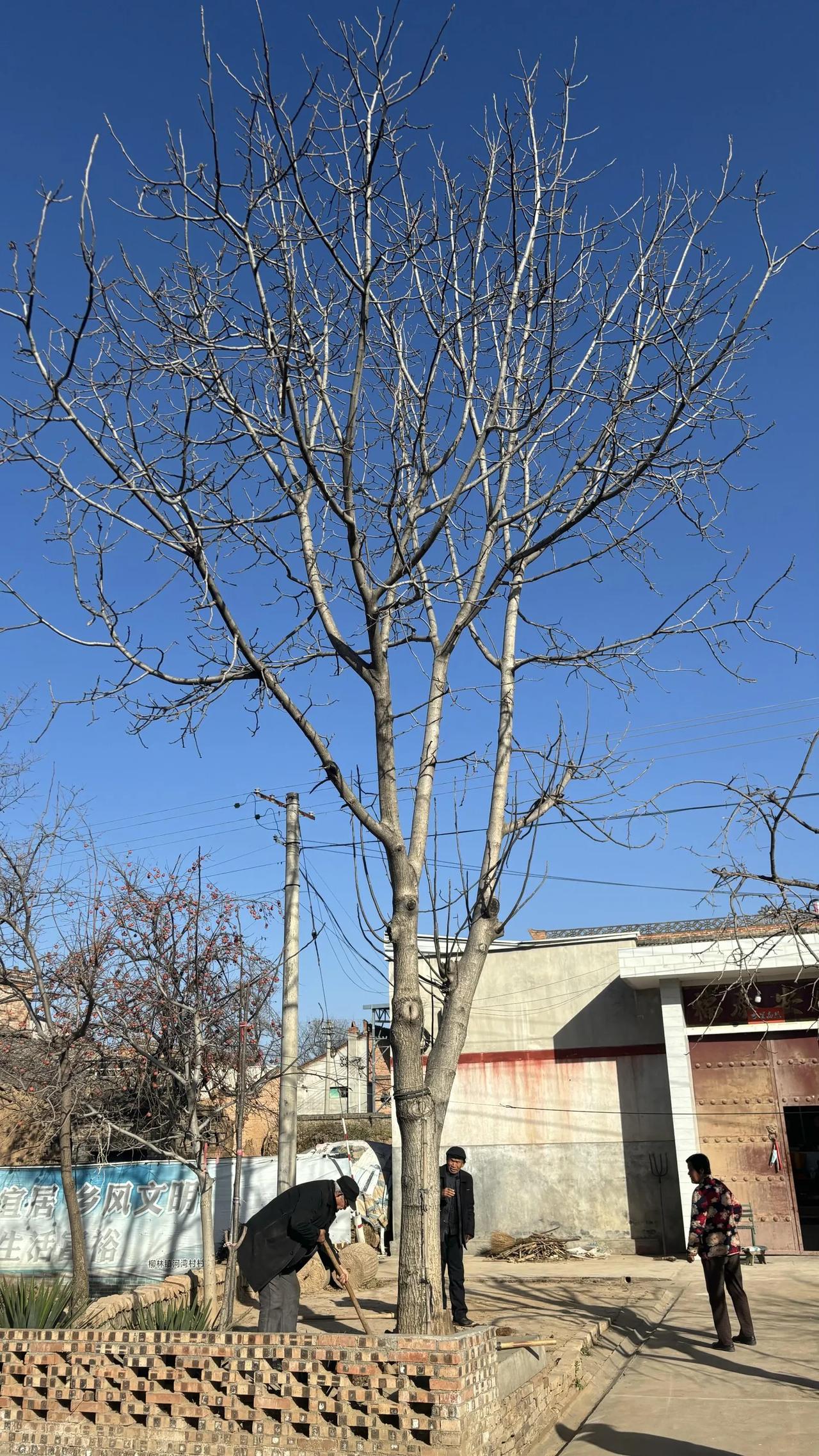 这么大的核桃树，才卖50块？
邻居家这棵九米高的核桃树，终究没熬过这个冬天，五十